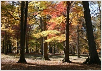 Fall Color Images