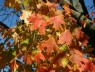Fall Colors Wallpaper Images
